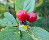 Hypericum androsaemum    