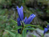 Gentiana asclepiadea  