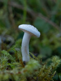 Parvus fungus albus