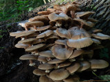 Armillaria mellea