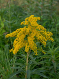 Solidago canadensis  
