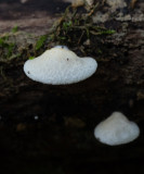 Pleurotellus chioneus