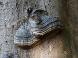 Fomes fomentarius  