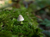 Mycena