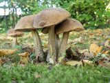 Leccinum scabrum