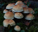Hypholoma fasciculare     