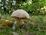 Leccinum scabrum