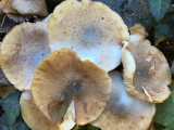 Armillaria mellea