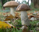 Leccinum scabrum