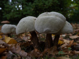 Leccinum scabrum