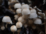 Coprinus disseminatus   