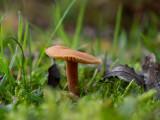 Laccaria laccata