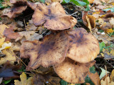 Armillaria mellea