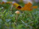 Galerina