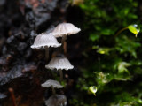 Mycena pseudocorticola