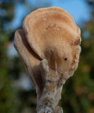 Abortiporus biennis    
