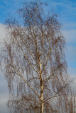 Betula