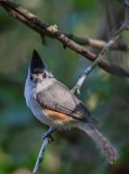 Black-crested Titmouse