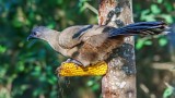 Chachalaca