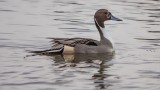 Pintail Duck