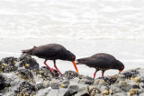 Oyster catchers