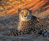 Sharing sunset with a big cat !