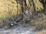 Day 3 Hwange National Park 6/28/2017