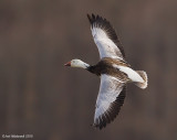 SnowGoose121c6821.jpg