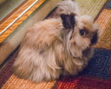 BunBun