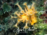 Yellow encrusting anemone, Gelbe Krustenanemone, Parazoanthus axinellae