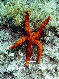 Red Starfish, Purpurstern, Echinaster Sepositus