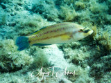 Symphodus tinca, Peacock wrasse, Pfauen-Lippfisch