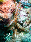 Marthasteria glacialis, Spiny starfish, Eisseestern