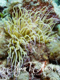 Condylactis aurantiaca, Golden anemone, Goldrose