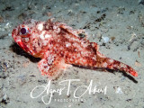 Scorpaena notata, Small red scorpionfish, Kleiner roter Drachenkopf