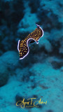 Sternenhimmel Strudelwurm - Gold dotted Flatworm - Thysanozoon nigropapillosum