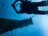 Wreck Diving, Peltastis