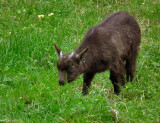 DSCF5354 Bunratty Folk Park_pigmy goat.JPG