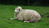 Bunratty Folk Park_sheep dozing