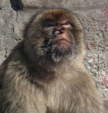 Macaque face... who are you looking at?