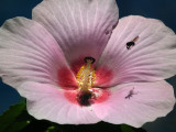   Pinkish garden flower with flying bee 