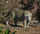  Female Jaguar Patricia by the riverside 