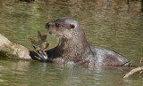  Neotropical Otter with lunch 