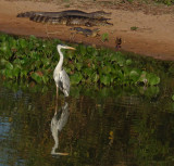  Cocoi Heron and Caiman 