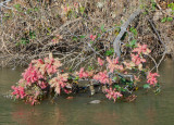  Fallen tree in flower