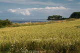Wheatfields at Staberhuk, on Fehmarn Island
