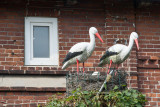 The traditional storks of rural Germany, immortalised in plaster