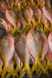 Fresh-caught fish for sale