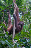 En route to the main feeding station at Sepilok