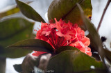 An endemic rhododendron in flower beside the Mt Kinabalu trail